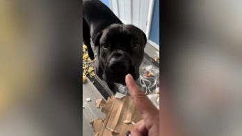 Dog walker returns to spaghetti chaos after bullmastiffs raid cupboard