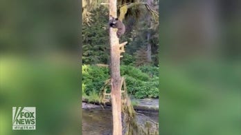 Bear cub clings to tree as mama black bear has staredown with uninvited guest