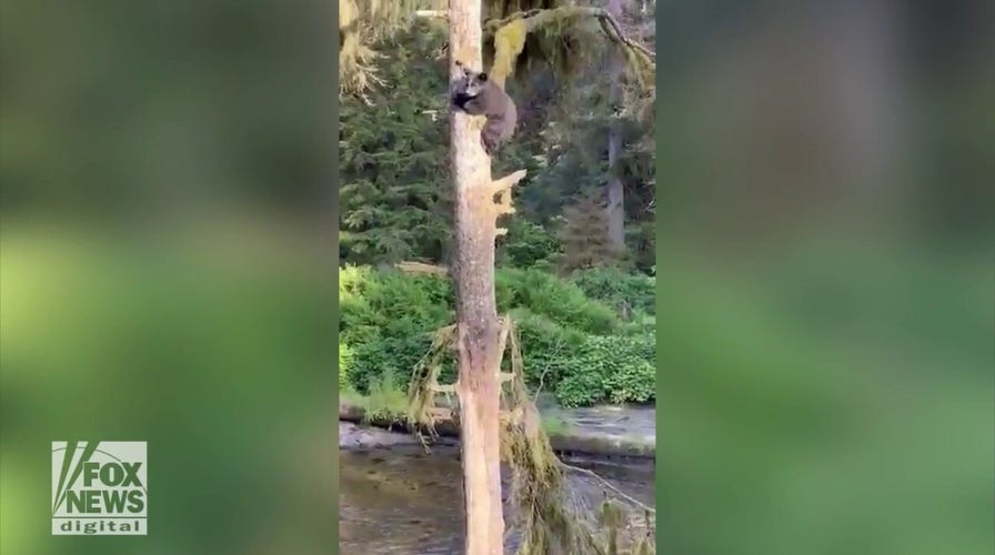 Bear cub clings to tree as mama black bear has staredown with uninvited guest