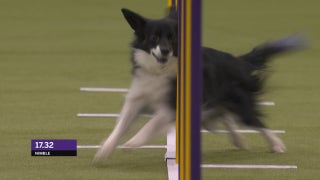 Nimble the All-American Dog wins 12" class at Master Agility Championship | Westminster