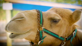 Check out the incredible animals at Ark Encounter’s Ararat Ridge Zoo