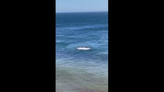 Sharks like to summer in Cape Cod too: Nantucket feeding frenzy caught on video