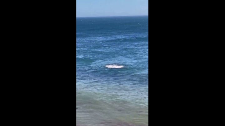 Sharks feast on seals in Nantucket