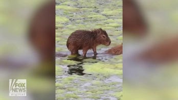 Surf's up! See this cute baby capybara glide across a pond 