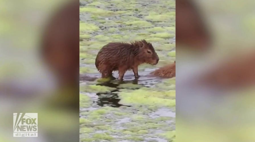 Surf's up! See this cute baby capybara glide across a pond 
