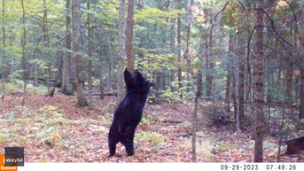 Bear's FUNNY moves caught on camera