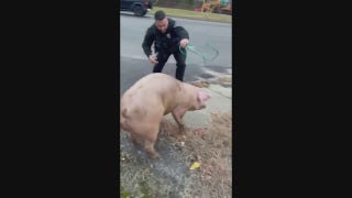 NJ police wrangle pig on the loose - Fox News