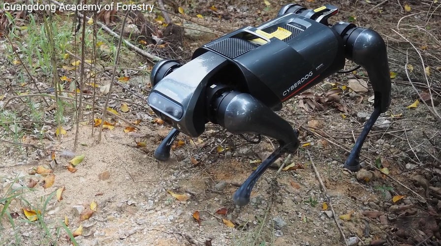 AI-powered dog robot sniffs out invasive fire ants