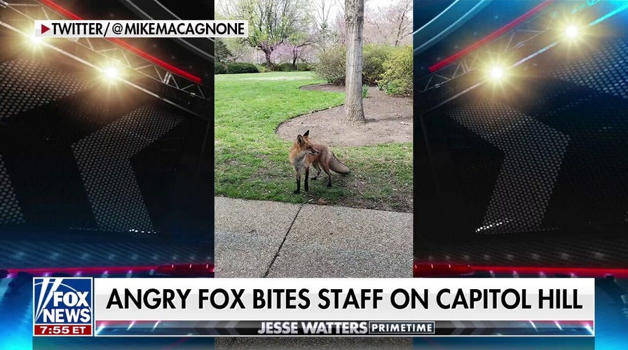 Aggressive fox terrorizes lawmakers on Capitol Hill