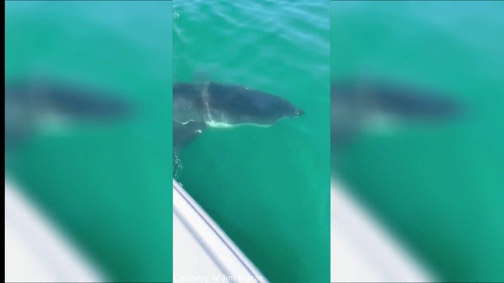 Jersey Shore fisherman has startling encounter with Great White Shark