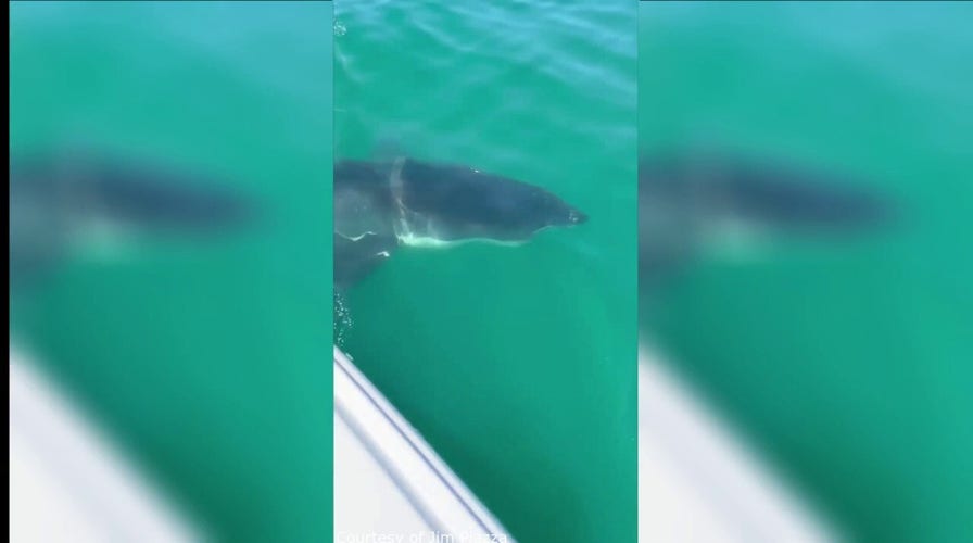 Jersey Shore fisherman has startling encounter with Great White Shark