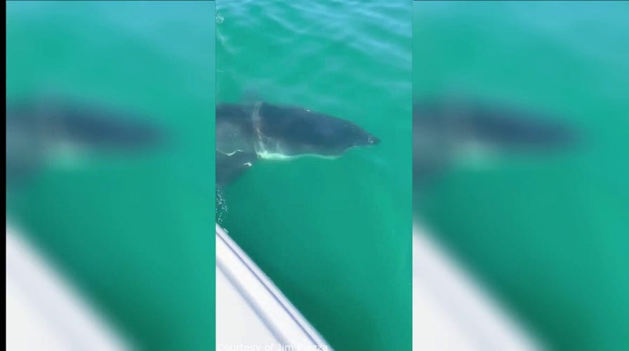 There's a 1,000-pound great white shark swimming near the Jersey