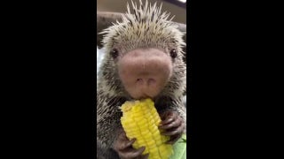 Birthday celebrations for local zoo porcupine include treats - Fox News