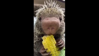 Birthday celebrations for local zoo porcupine include treats