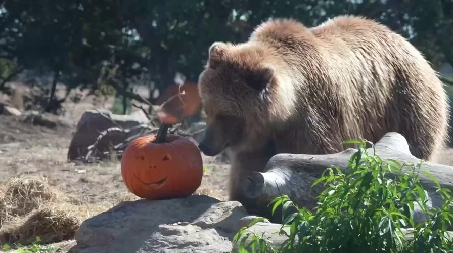 Bear spotted munching on carved pumpkins ahead of Halloween
