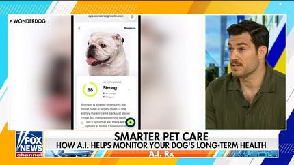 AI helps detect dog diseases before symptoms appear