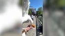 Hungry seagull photobombs lunch, snatches burger in surprise sky heist