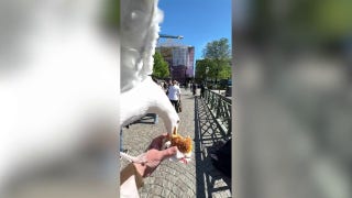 Hungry seagull photobombs lunch, snatches burger in surprise sky heist