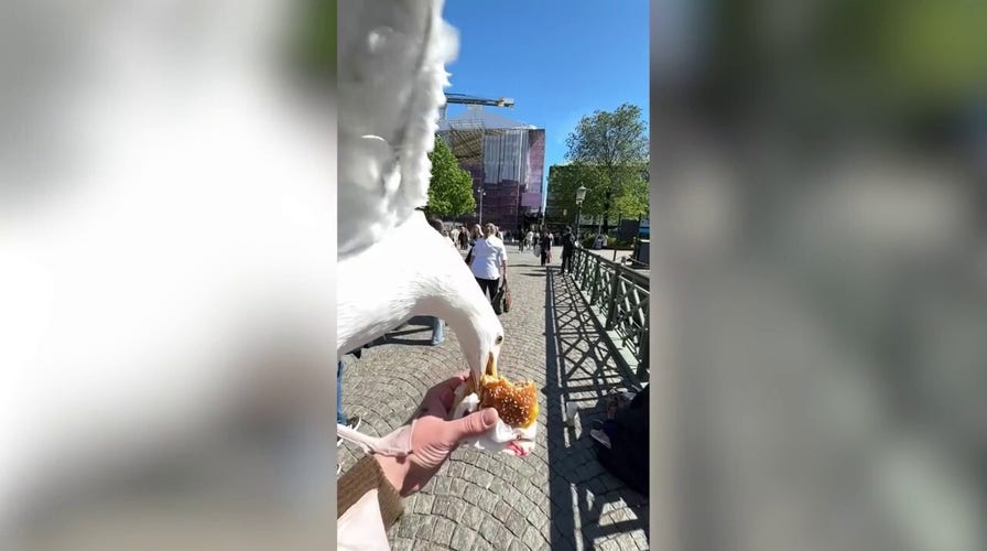 Hungry seagull photobombs lunch, snatches burger in surprise sky heist