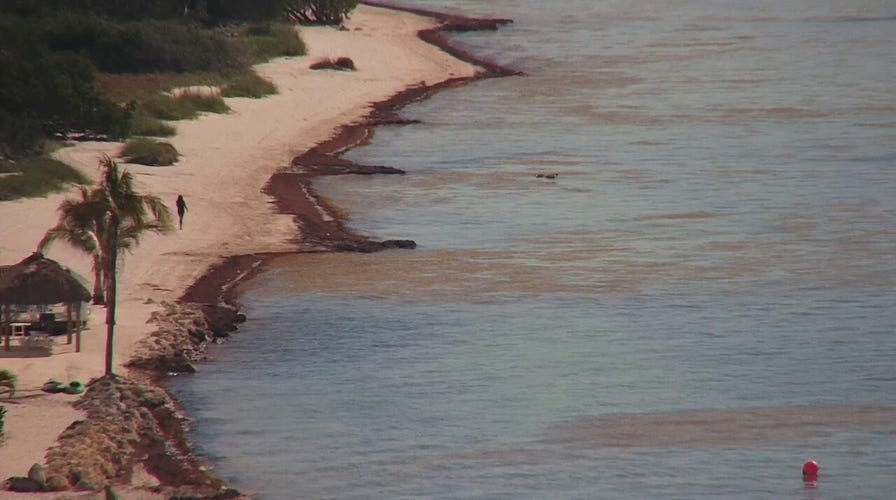 5,000-mile-wide blob of sargassum seaweed washes up in Florida Keys