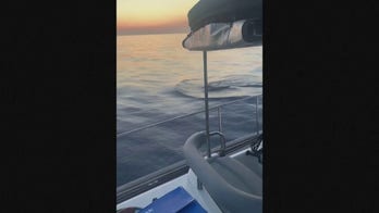 Killer whales damage boat in latest attack off of Spain
