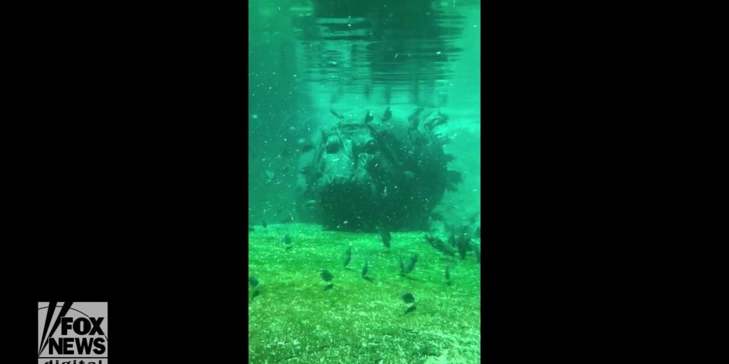 Hippos swim alongside habitat fish at Memphis Zoo | Fox News Video