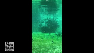 Hippos swim alongside habitat fish at Memphis Zoo - Fox News