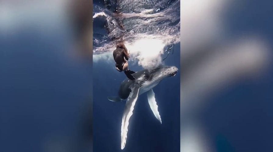 Free diver almost collides with baby whale: Video