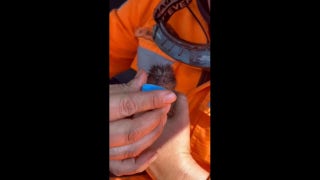 Baby marmoset rescued from forest fire by officials - Fox News