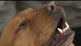 Taking your dog for a walk twice a day for an hour could soon become law in Germany