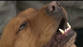 Taking your dog for a walk twice a day for an hour could soon become law in Germany