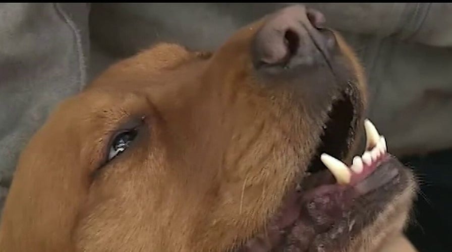 Dog helps neighbors with food deliveries