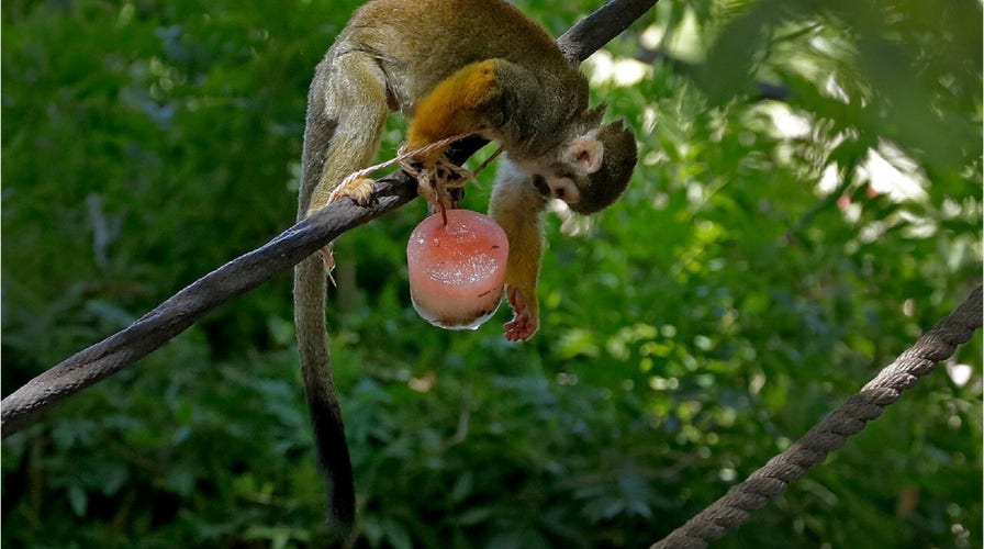Phoenix Zoo goes digital amid coronavirus closure