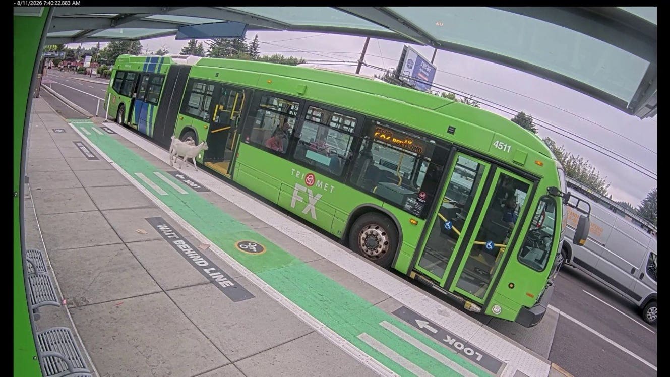 Two goats stroll onto Oregon bus, then exit moments after doors reopen