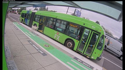 Two goats stroll onto Oregon bus, then exit moments after doors reopen
