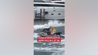 GOOD BOY: Golden retriever spotted riding solo on a jet ski - Fox News