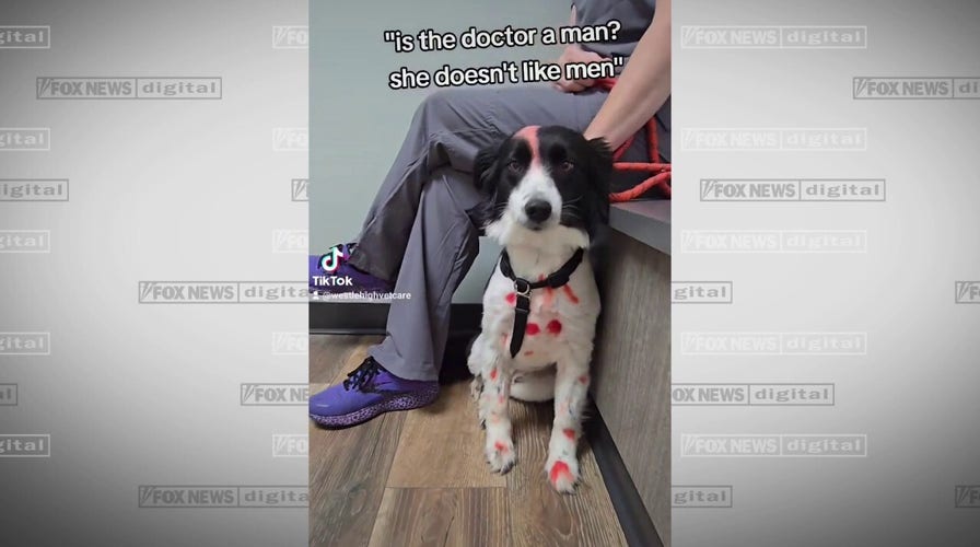 Viral video of red-spotted dog sends fans into frenzy
