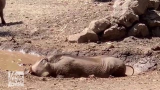 California zoo animal celebrates birthday with a deliciously messy mud bath - Fox News