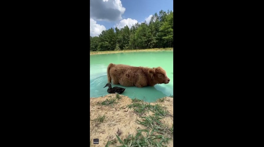 Animal besties: Cow and duck swim together in charming video