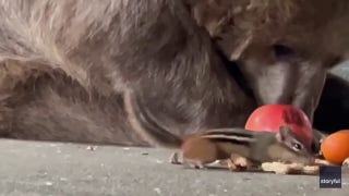 Daredevil chipmunk steals bear's food  - Fox News