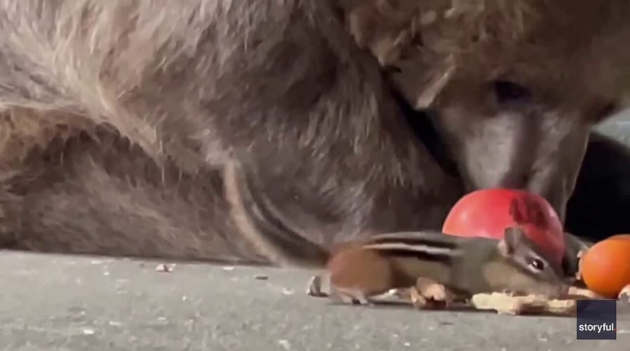 Daredevil chipmunk steals bear's food 