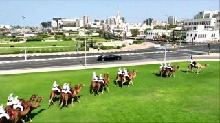 Dozens of camels welcome Trump's motorcade to Qatar.