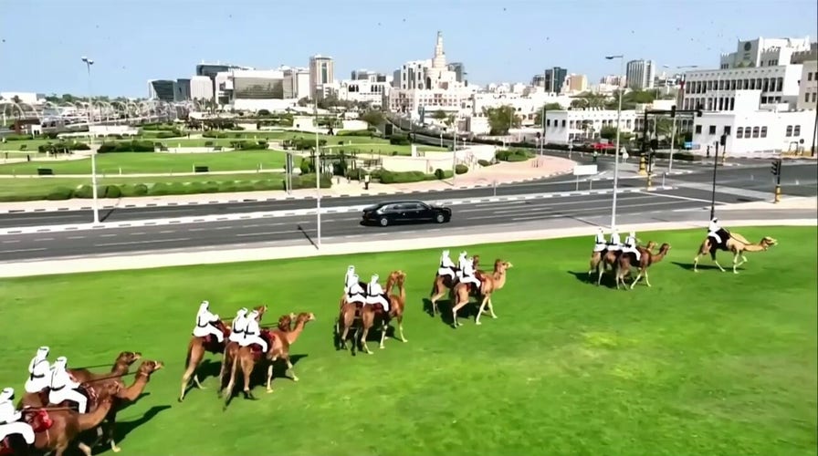 Dozens of camels welcome Trump's motorcade to Qatar.