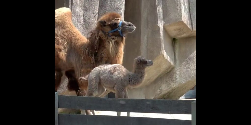 Baby camel born at zoo See the newest member of the family! Fox News