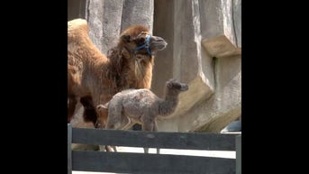 SEE IT: Baby CAMEL born