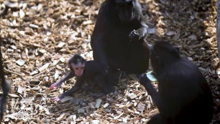 Baby monkey seen playing among friends and family - Fox News