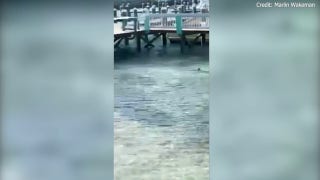 Florida man survives shark attack in Bahamas - Fox News
