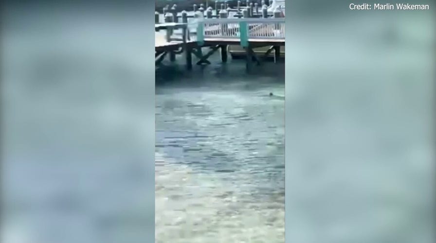 Florida man survives shark attack in Bahamas