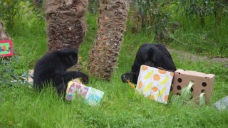 Zoo animal steals birthday presents from fellow habitat mate - Fox News