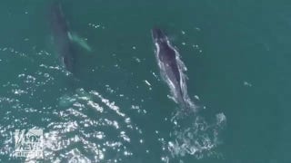 Humpback whales use bay areas for spa day: See the video! - Fox News